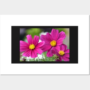 Garden Cosmos or or Mexican aster Posters and Art